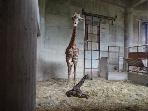 母親の体から足が来園者ら気づく マサイキリンの赤ちゃん誕生 宮崎・フェニックス自然動物園 写真特集25 毎日新聞