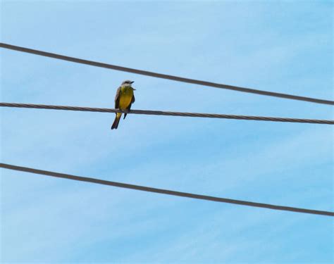 Rio Grande Valley birding - The Urban Birder