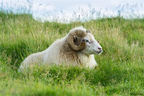 Icelandic Sheep Page