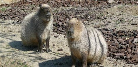 Capibara, el roedor mas grande del mundo | Faunia, el Parque Temático ...