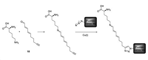 Procedure Of The Model Reaction Between L Lysine And Ddy 10 To Form Download Scientific