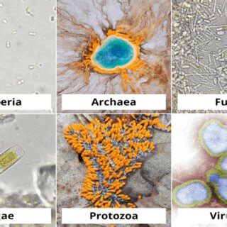 Different types of bacteria | Download Scientific Diagram