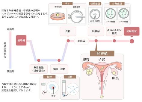 当院の体外受精 Ivf ｜体外受精・不妊治療なら六本木レディースクリニック（東京都港区）