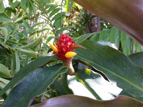 Open Garden Tours And Sales Exotica Tropicals Tropical Plants