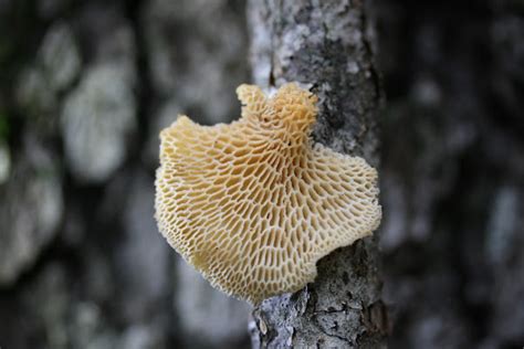 Hexagonal Pored Polypore Project Noah