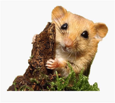 Dormouse - Loir Png , Free Transparent Clipart - ClipartKey