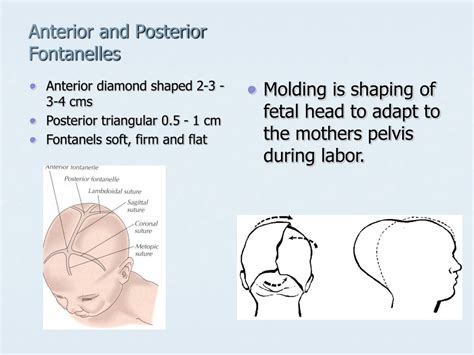 PPT Postpartum Newborn Nursing PowerPoint Presentation Free