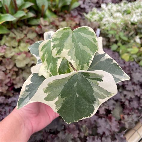 Ivy Algerian Hedera Canariensis Variegata Gabriella Plants