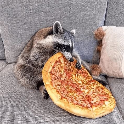 Raccoon Eating A Pizza Rmademesmile