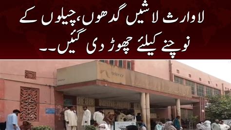 Multan Ke Nishtar Hospital Ki Chat Pe Lawarish Lashein Cheel Kawaon Ki