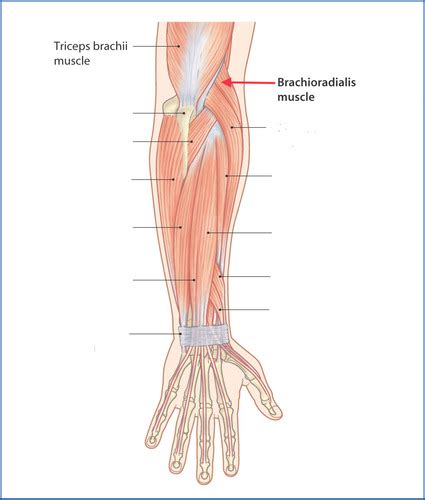 Posterior Forearm Palm Down Flashcards Quizlet