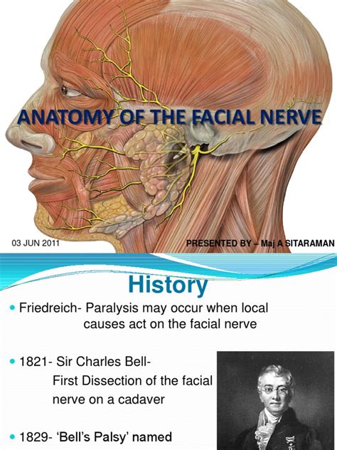 Anatomy Of Facial Nerve Human Head And Neck Primate Anatomy