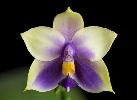 Phalaenopsis Bellina Coerulea Giulio Celandroni Orchidee