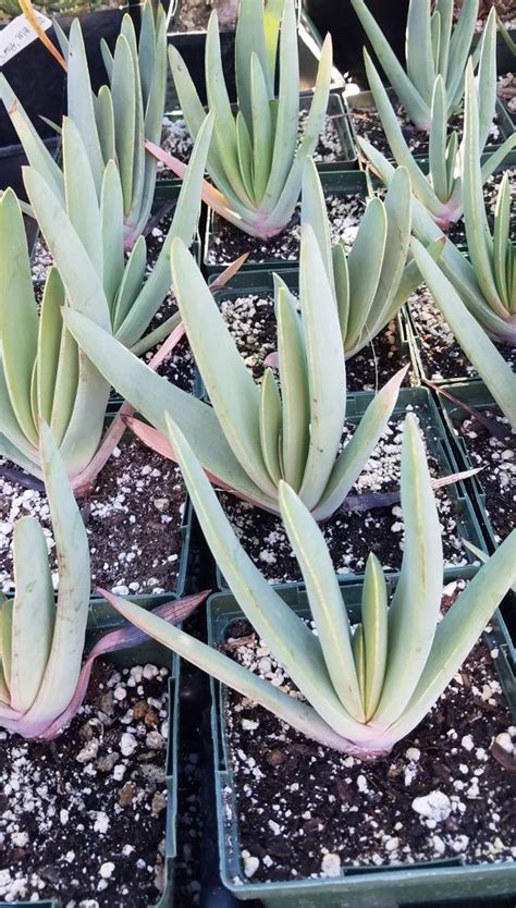 Kumara Plicatilis Fan Aloe Unusual Form Etsy Plants Aloe Succulents