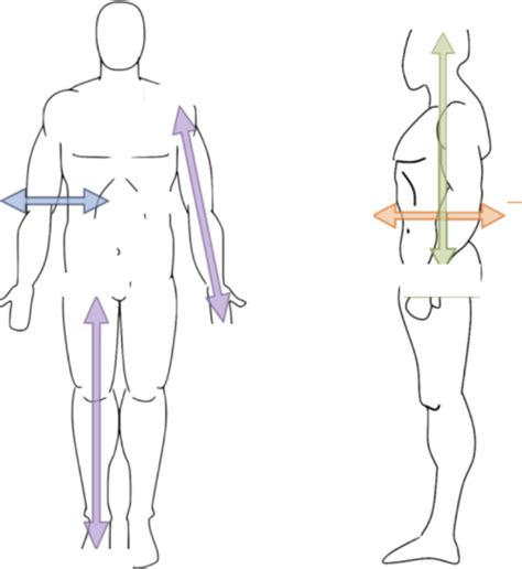 Anatomy Orientation Directional Terms Diagram Quizlet