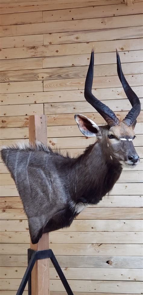 Another Wonderful Nyala Wall Pedestal Taxidermy Mount