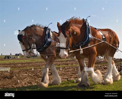 Shire Horses At Vintage Ploughing Match Pulling A Plough Harnessed