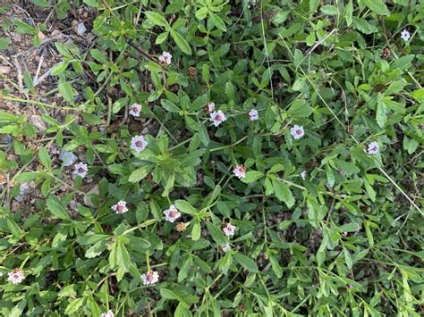 Turkey Tangle Frogfruit Louisiana Native Plant Society