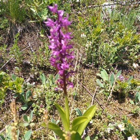 Photo Early Purple Orchid Orchis Mascula Observation Org