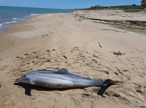 Carcassa Di Delfino Spiaggiato Sul Litorale Nord Di Termoli