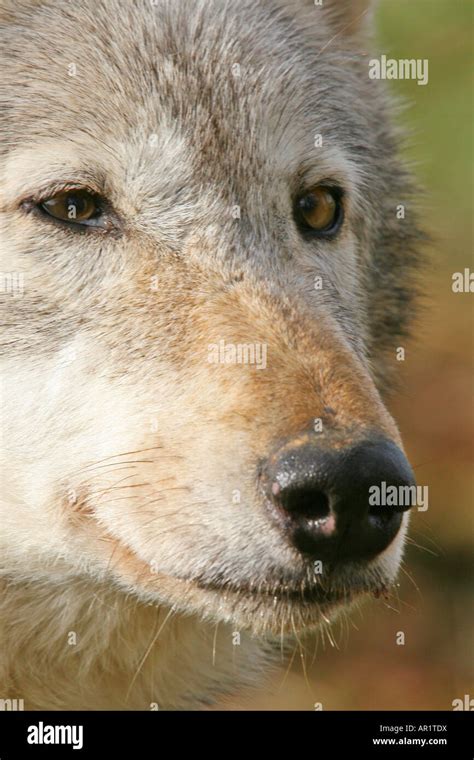 Wolf Markings Hi Res Stock Photography And Images Alamy