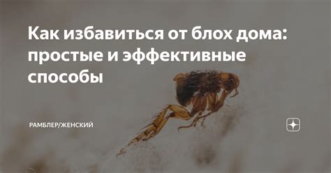 Как избавиться от блох дома: простые и эффективные способы | Рамблер ...
