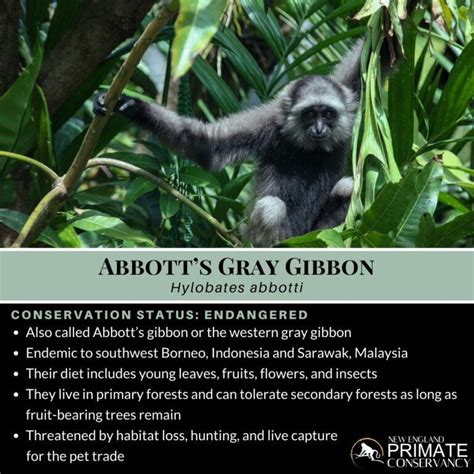 Abbotts Gray Gibbon Hylobates Abbotti New England Primate Conservancy