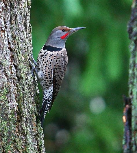 Northern Flicker Male Woodpecker Flickr Photo Sharing