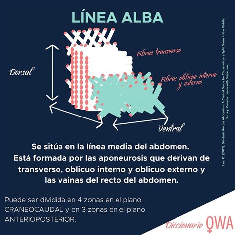 Linea Alba Todo Lo Que Debes Saber Sobre Su Funci N Y Anatom A