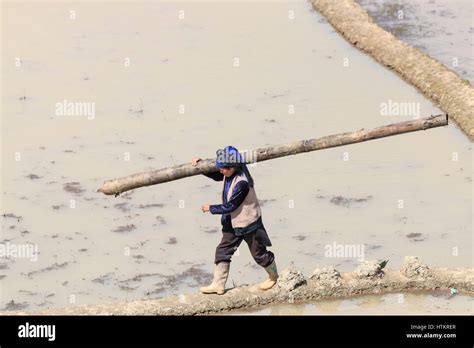 Water Buffalo Rice Paddy China Hi Res Stock Photography And Images Alamy