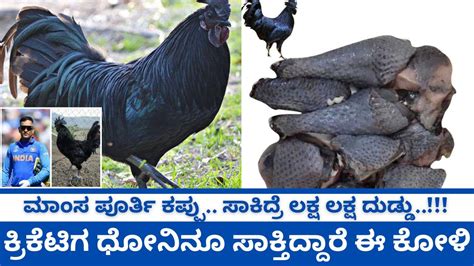 How To Start Kadaknath Chicken Farming Kadaknath Murga Gkvk