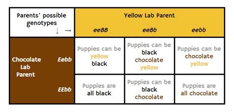 What Color Is A Yellow Labs Skin