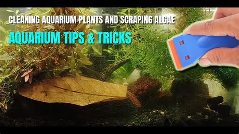 How To Clean Aquarium Plants Algae Scraping Tips Tricks YouTube