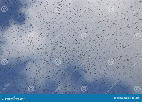 A Huge Number Of Mosquitoes Against A Cloudy Sky Swarm Of Gnats Stock