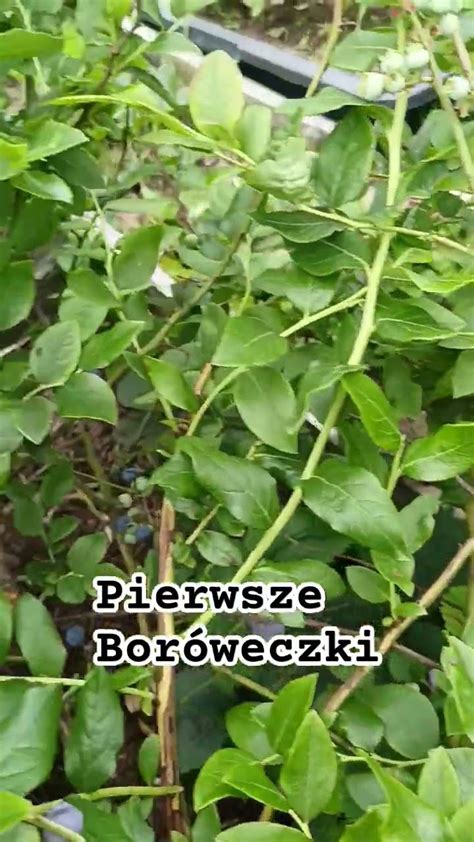 pierwsze borówki amerykańskie garden sukces farming nature YouTube