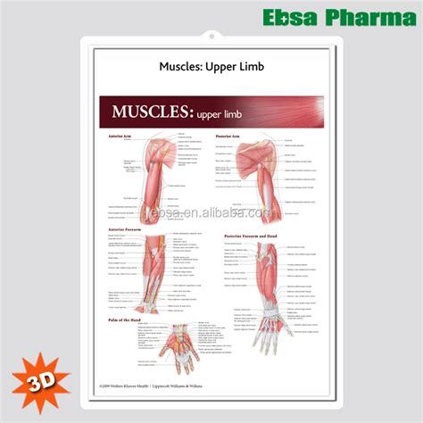 Anatomical Wall Charts D Medical Human Anatomy Wall Charts Poster