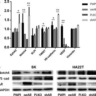 AR Suppresses The Formation Of HCC VM By Inhibiting Expression Of