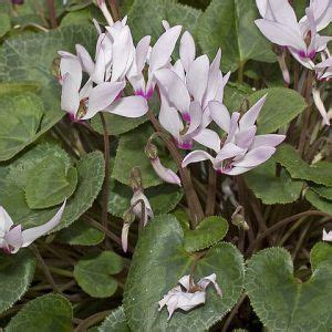 Cyclamen Persicum Cuidados De La Planta Y Su Cultivo