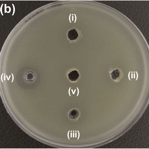 Zone Of Inhibition ZOI Of A ZO B 2NZO And C 5NZO Samples