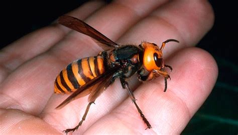 Hd Vespa Velutina Vs Vespa Mandarinia Insectza