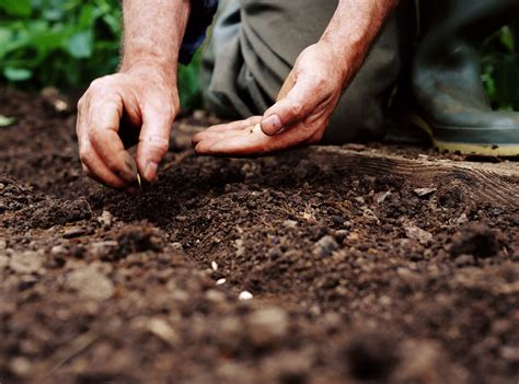 What Is Direct Seeding Or Direct Sowing