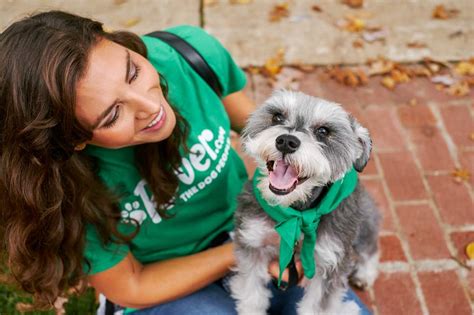 steps  finding  perfect rover dog sitter