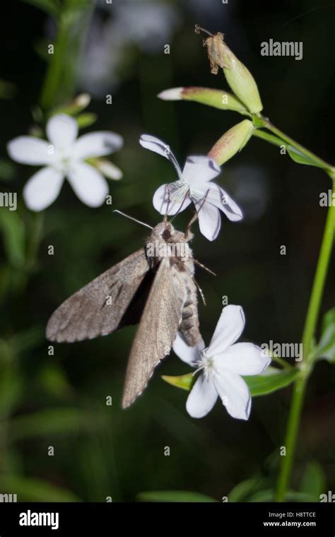 Convolvulus Hawk Moth Agrius Convolvuli Gathering Nectar Stock Photo