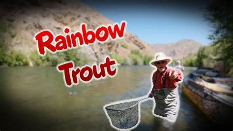 Rainbow Trout Early June Slide Rapids South Fork Boise River