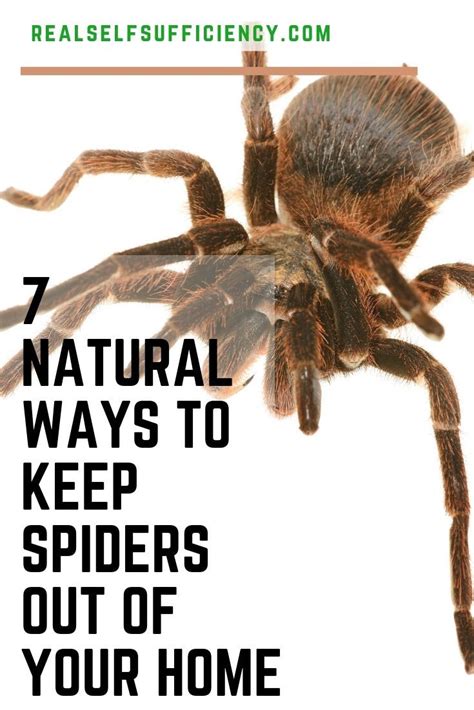 Learn 7 Effective Natural Ways To Keep Spiders Out Of Your Home Flea Control Bug Control