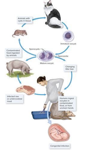 Clin Med Peds ID Flashcards Quizlet