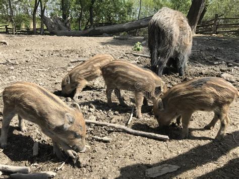 Wild piglets stock photo. Image of piglets, enclosure - 105628320