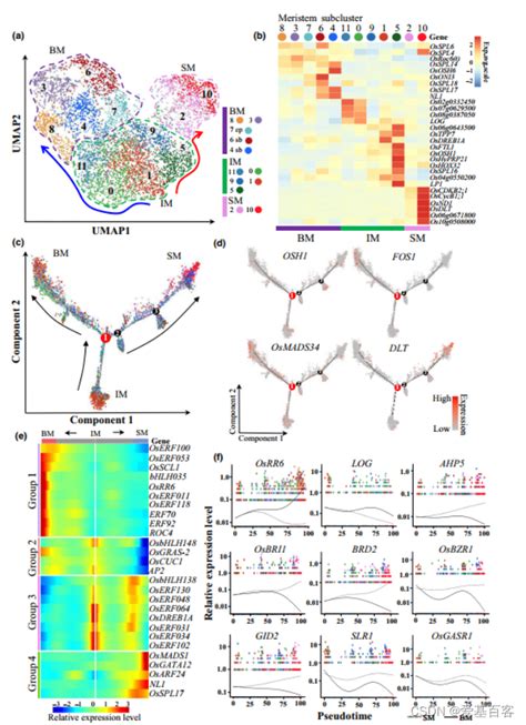 文献解读 单细胞转录组助力解析水稻早期花序的发育轨迹机制水稻 单细胞 Csdn博客