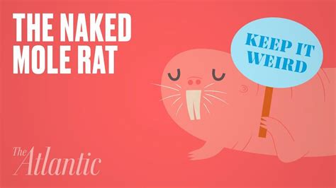 Naked Mole Rat Wallpapers Wallpaper Cave