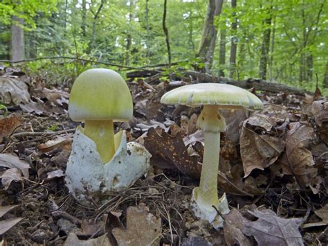 L amanite phalloïde ce champignon si dangereux Sciences et Avenir